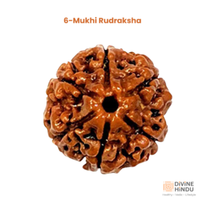 6 Mukhi Rudraksha